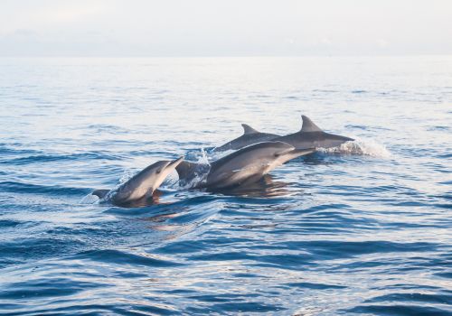 A group of dolphins swims near the surface of a calm ocean under a bright sky.